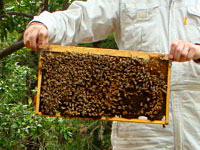 ����{�I��