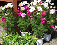 �t�����[�V���b�v �키��